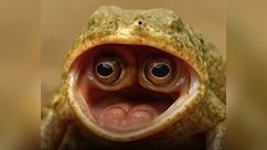 यहां मिला दुनिया का सबसे अजीबोगरीब मेंढक, मुंह के अंदर छिपा कर रखता है आंख, देख नहीं होगा खुद की आंखों पर यकीन