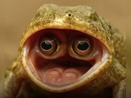 यहां मिला दुनिया का सबसे अजीबोगरीब मेंढक, मुंह के अंदर छिपा कर रखता है आंख, देख नहीं होगा खुद की आंखों पर यकीन