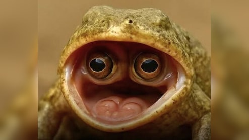 यहां मिला दुनिया का सबसे अजीबोगरीब मेंढक, मुंह के अंदर छिपा कर रखता है आंख, देख नहीं होगा खुद की आंखों पर यकीन