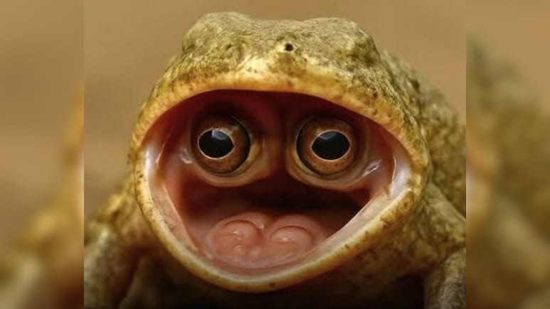 यहां मिला दुनिया का सबसे अजीबोगरीब मेंढक, मुंह के अंदर छिपा कर रखता है आंख, देख नहीं होगा खुद की आंखों पर यकीन