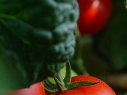 Success Story: धान छोड़ सब्जियों की खेती शुरू की, अकेले टमाटर से कमाए 2.35 लाख रुपए