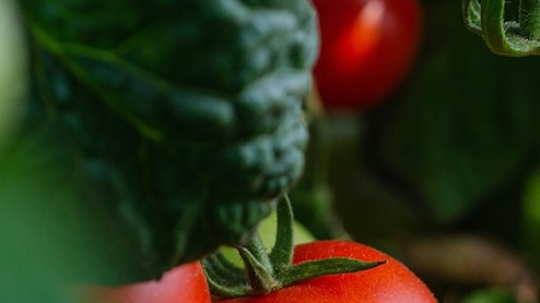 Success Story: धान छोड़ सब्जियों की खेती शुरू की, अकेले टमाटर से कमाए 2.35 लाख रुपए