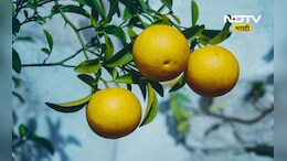 Lifestyle: फक्त 'ही' घरगुती ट्रिक वापरून बघा!, जुनी-पुराणी सर्दी-खोकला होईल 'उडून छू'