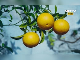 Lifestyle: फक्त 'ही' घरगुती ट्रिक वापरून बघा!, जुनी-पुराणी सर्दी-खोकला होईल 'उडून छू'