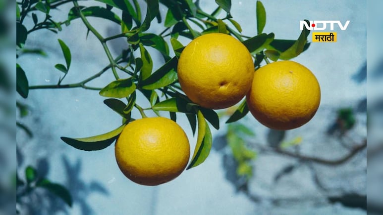 Lifestyle: फक्त 'ही' घरगुती ट्रिक वापरून बघा!, जुनी-पुराणी सर्दी-खोकला होईल 'उडून छू'