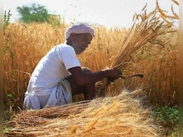 रबी फसलों की बुआई 33.53 लाख हेक्टेयर बढ़ी, गेहूं की बुआई में सबसे ज़्यादा 21.27 लाख हेक्टेयर की बढ़ोतरी दर्ज़!