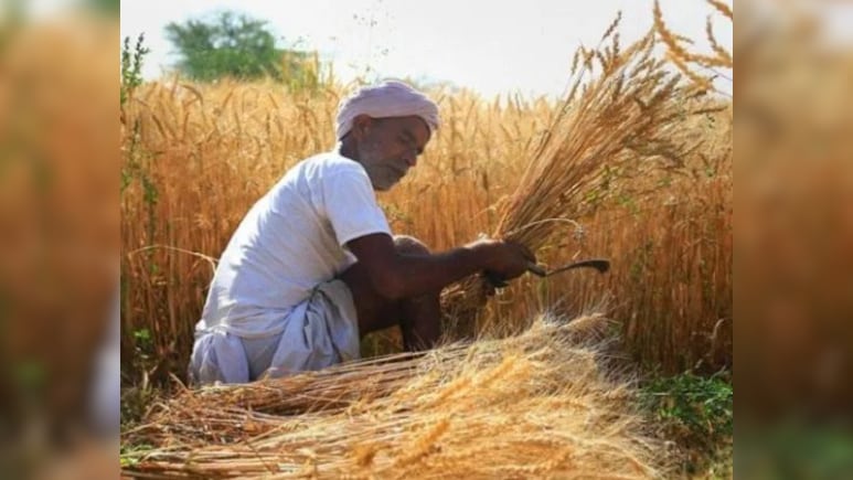 रबी फसलों की बुआई 33.53 लाख हेक्टेयर बढ़ी, गेहूं की बुआई में सबसे ज़्यादा 21.27 लाख हेक्टेयर की बढ़ोतरी दर्ज़!