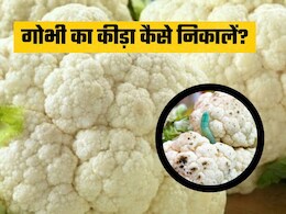 गोभी के कीड़ों को निकालने का आसान तरीका: बस काटने के बाद करें ये काम, चुटकियों में निकल जाएंगे सारे कीड़े गोभी के कीड़ों को निकालने का आसान तरीका: बस काटने के बाद करें ये काम, चुटकियों में निकल जाएंगे सारे कीड़े