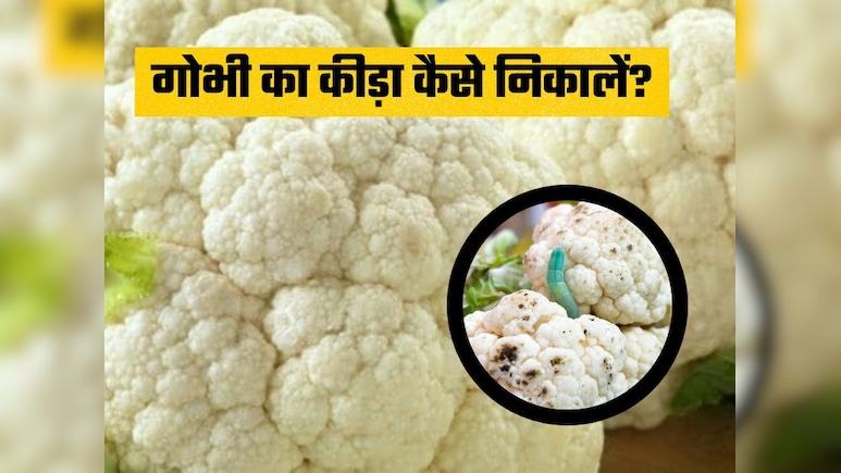 गोभी के कीड़ों को निकालने का आसान तरीका: बस काटने के बाद करें ये काम, चुटकियों में निकल जाएंगे सारे कीड़े गोभी के कीड़ों को निकालने का आसान तरीका: बस काटने के बाद करें ये काम, चुटकियों में निकल जाएंगे सारे कीड़े