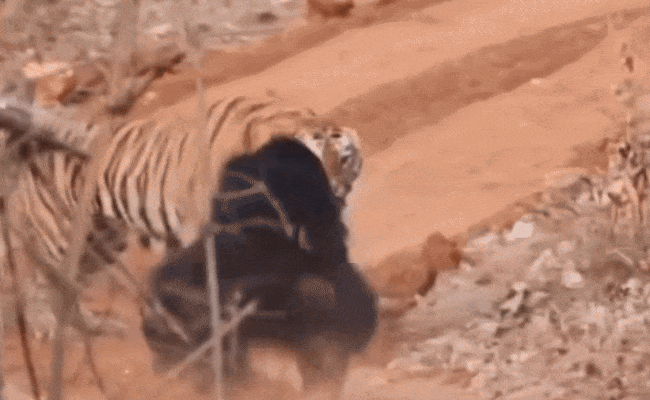 Watch Video: बच्चे के लिए बाघ से भिड़ गई मादा भालू, घुटनों के बल बैठकर भागने को हुआ मजबूर, देखें हैरान करने वाला वीडियो