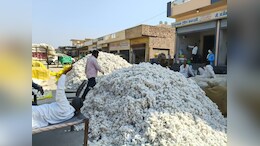 Rajasthan: नरमा फसल की खरीद में फिर अटक रहा रोड़ा,&nbsp;किसान ऐप की खामियों से बेहाल&nbsp;किसान