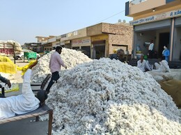 Rajasthan: नरमा फसल की खरीद में फिर अटक रहा रोड़ा, किसान ऐप की खामियों से बेहाल किसान