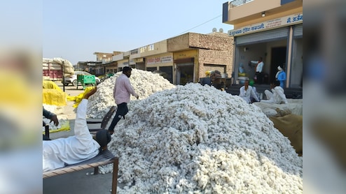 Rajasthan: नरमा फसल की खरीद में फिर अटक रहा रोड़ा, किसान ऐप की खामियों से बेहाल किसान