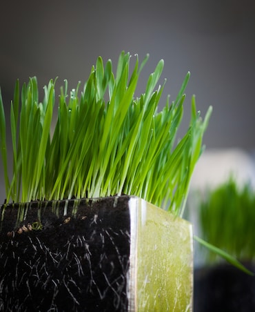 7 Amazing Health Benefits Of Wheatgrass Juice