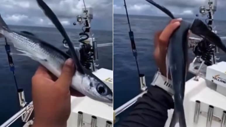 हर्ष गोयनका ने पहली बार देखी 'उड़ने वाली मछली', IFS अधिकारी ने बताया असली सच, कहा - सब AI का कमाल