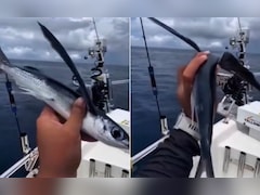 हर्ष गोयनका ने पहली बार देखी 'उड़ने वाली मछली', IFS अधिकारी ने बताया असली सच, कहा - सब AI का कमाल