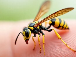 ततैया का डंक क्‍या ले सकता है इंसान की जान, दुनिया में कहां होते हैं हमिंगबर्ड जितने बड़े ततैया