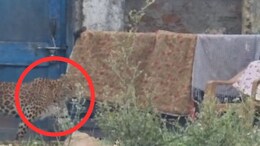मां की बहादुरी, पैंथर के हमले से बचा ली मासूम बेटे की जान; शिकारी को घर में कर दिया कैद