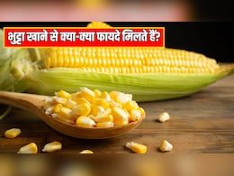 भुट्टा खाने से कौन सा विटामिन मिलता है? आयुर्वेदिक डॉक्टर ने बताया कब्ज होने पर Corn कैसे खाएं
