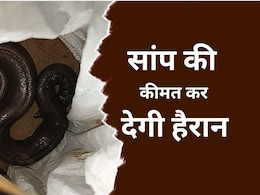 दोमुंहे सांप की कीमत करोड़ों में, रेड सैंड बोआ की तस्करी का खुलासा, बेचने के लिए राजस्थान से MP लाए थे