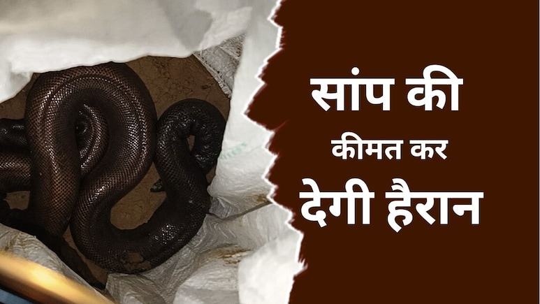 दोमुंहे सांप की कीमत करोड़ों में, रेड सैंड बोआ की तस्करी का खुलासा, बेचने के लिए राजस्थान से MP लाए थे दोमुंहे सांप की कीमत करोड़ों में, रेड सैंड बोआ की तस्करी का खुलासा, बेचने के लिए राजस्थान से MP लाए थे