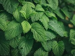 Can Consuming Pudina Or Mint Leaves Aid In Weight Loss?