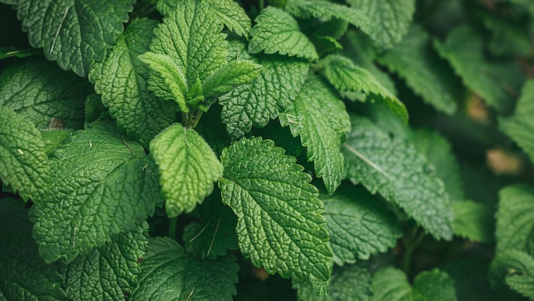 Can Consuming Pudina Or Mint Leaves Aid In Weight Loss?