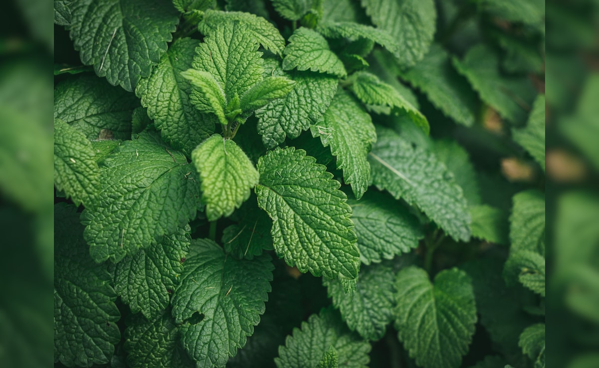 आसानी से पुदीना कैसे उगाएं? एक बार अपना लिया  ये तरीका, तो बाजार से खरीदना कर देंगे बंद!