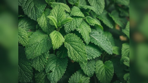 आसानी से पुदीना कैसे उगाएं? एक बार अपना लिया  ये तरीका, तो बाजार से खरीदना कर देंगे बंद!