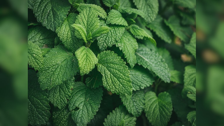 आसानी से पुदीना कैसे उगाएं? एक बार अपना लिया  ये तरीका, तो बाजार से खरीदना कर देंगे बंद!