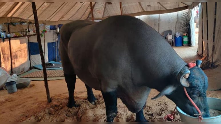 पुष्कर पशु मेले में 21 करोड़ के भैंसे की 'मौत' की आई सच्चाई, वायरल वीडियो पर पशुपालन व‍िभाग ने किया खुलासा