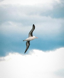 Albatross vs Condor: What's The Difference