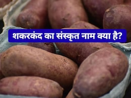 शकरकंद को संस्कृत में क्या कहते हैं? नाम जानकर हो जाएंगे दंग