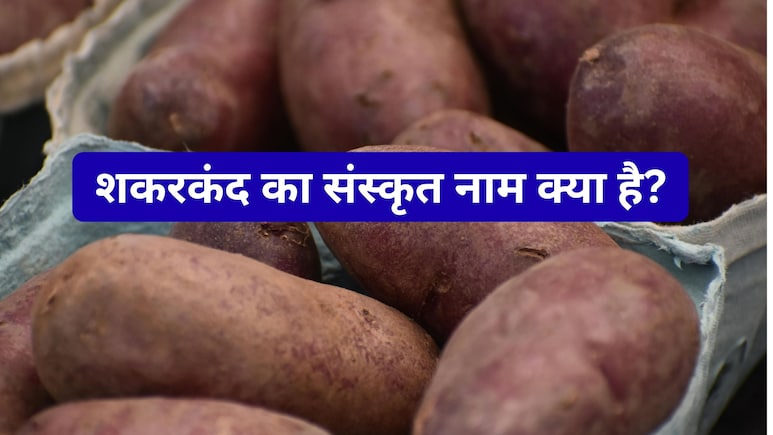 शकरकंद को संस्कृत में क्या कहते हैं? नाम जानकर हो जाएंगे दंग