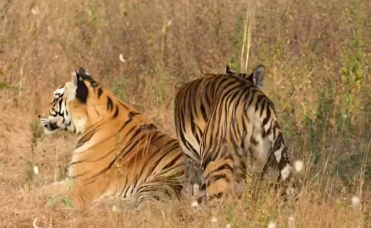 Spotted tiger and her cubs on safari. Photo: Author Spotted tiger and her cubs on safari. Photo: Author