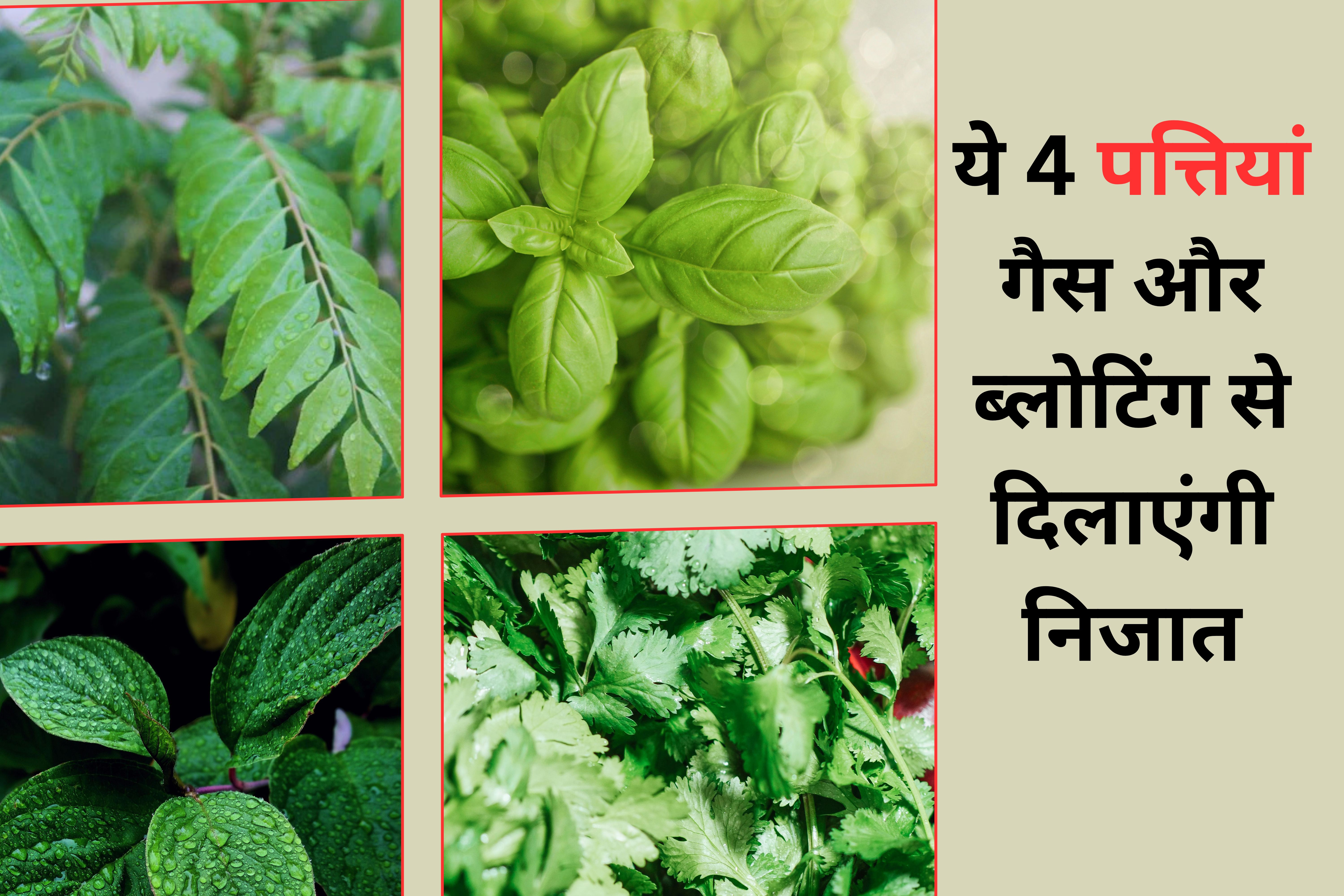 ये 4 जादुई पत्ते आपके पेट की कर देंगी सफाई, गैस और कब्ज हो जाएगी चुटकियों में छूमंतर...