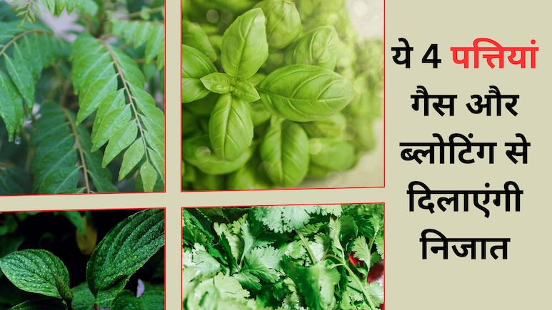 ये 4 जादुई पत्ते आपके पेट की कर देंगी सफाई, गैस और कब्ज हो जाएगी चुटकियों में छूमंतर...