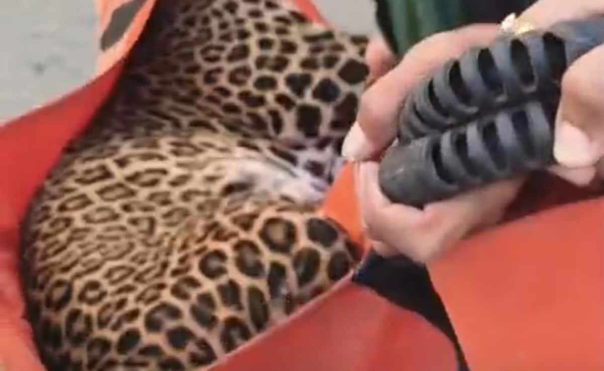 Leopard Causes Chaos In Maharashtra's Nashik; 9 Injured During Rescue Bid