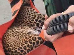 Leopard Causes Chaos In Maharashtra&#039;s Nashik; 9 Injured During Rescue Bid