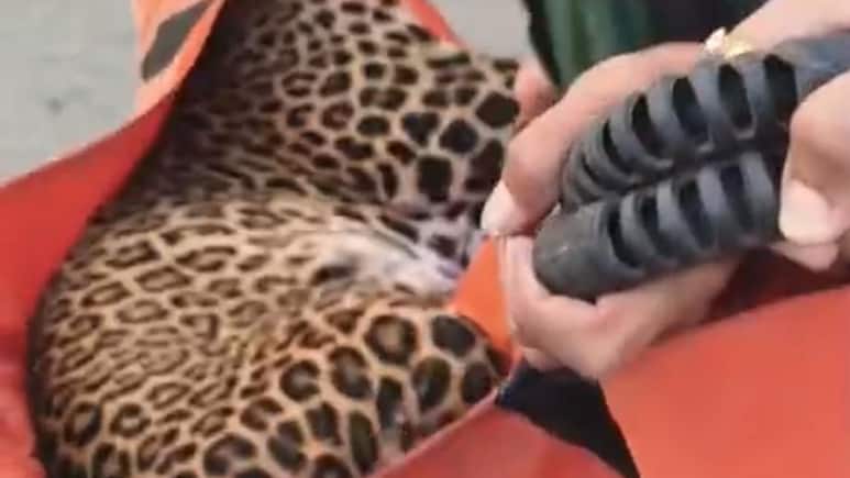 Leopard Causes Chaos In Maharashtra's Nashik; 9 Injured During Rescue Bid