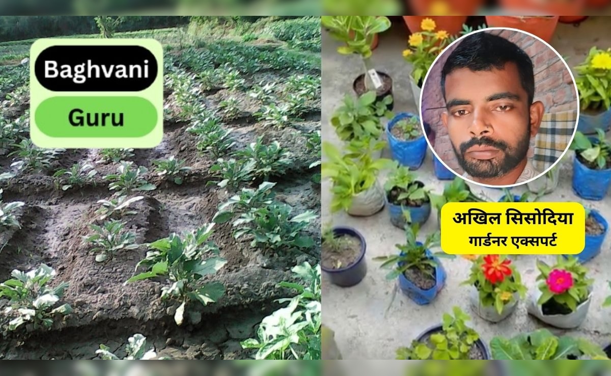 पाला पड़ने से पौधे क्यों सूख जाते हैं? पौधों को पाले से बचाने के लिए क्या करना चाहिए, यह तरीका रखेगा पूरी सर्दी हरा भरा