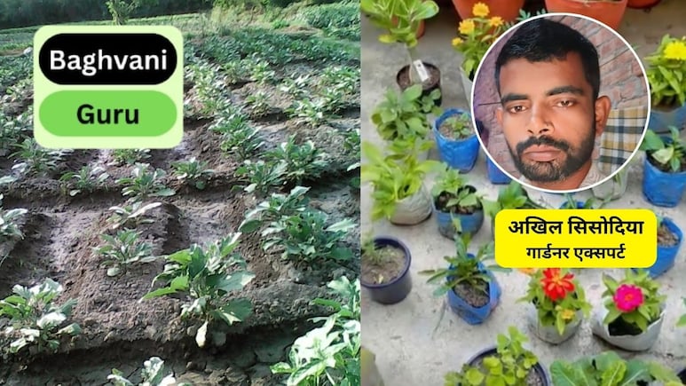 पाला पड़ने से पौधे क्यों सूख जाते हैं? पौधों को पाले से बचाने के लिए क्या करना चाहिए, यह तरीका रखेगा पूरी सर्दी हरा भरा