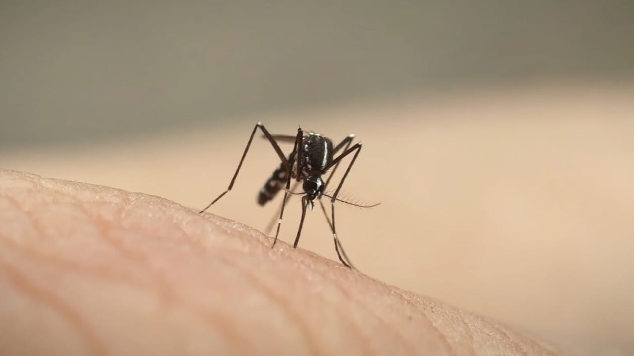 Fight Dengue: Mission Towards Zero Dengue Deaths