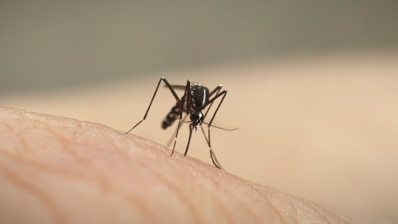 Fight Dengue: Mission Towards Zero Dengue Deaths