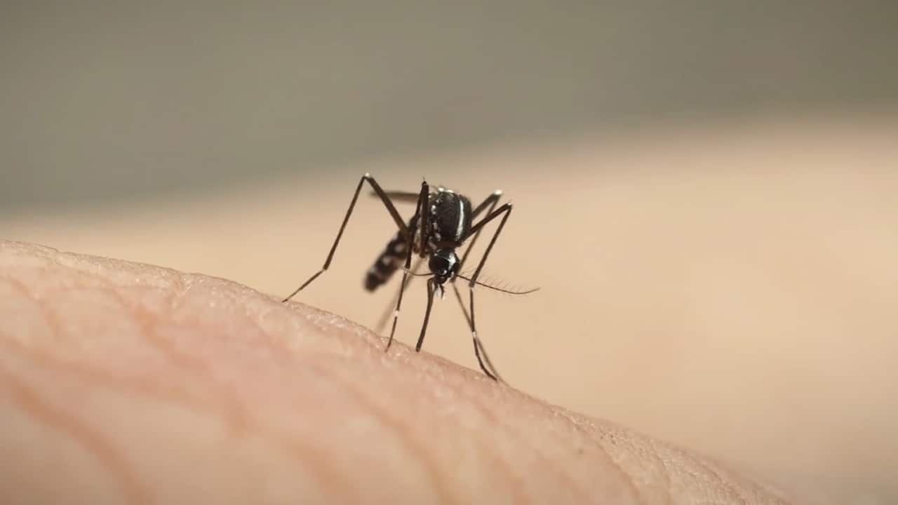 Fight Dengue: Mission Towards Zero Dengue Deaths