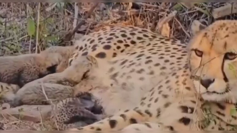 कूनो में मादा चीता 'मुखी' ने 5 शावकों को द&zwj;िया जन्&zwj;म, सभी पूरी तरह से स्&zwj;वस्&zwj;थ
