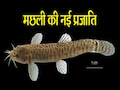 MP के नर्मदा बेसिन में मछलियों की एक नई प्रजाति की हुई खोज, जानिए क्या हैं खूबियां