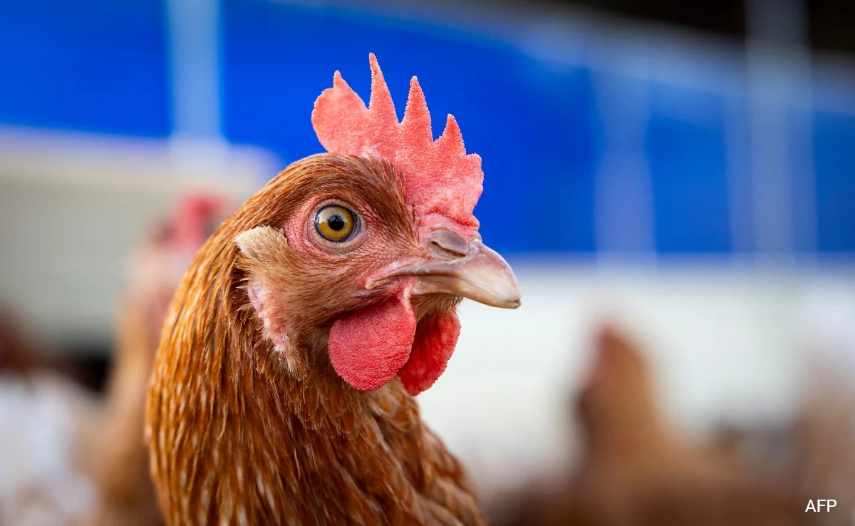 US Patient Sick With Bird Flu Virus That Has "Pandemic Potential": Report