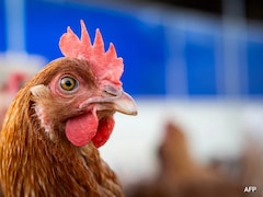 US State Reports First Death From A Rare Strain Of Bird Flu H5N5