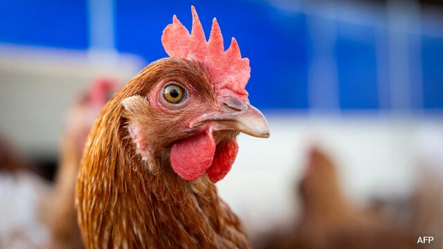 Bird flu remains a zoonotic threat that requires vigilance, particularly in regions with outbreaks